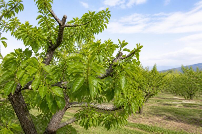 découvrez ce que signifient les feuilles précoces de l'abricotier avant la floraison et comment cela influence la qualité et le moment de la récolte à venir.