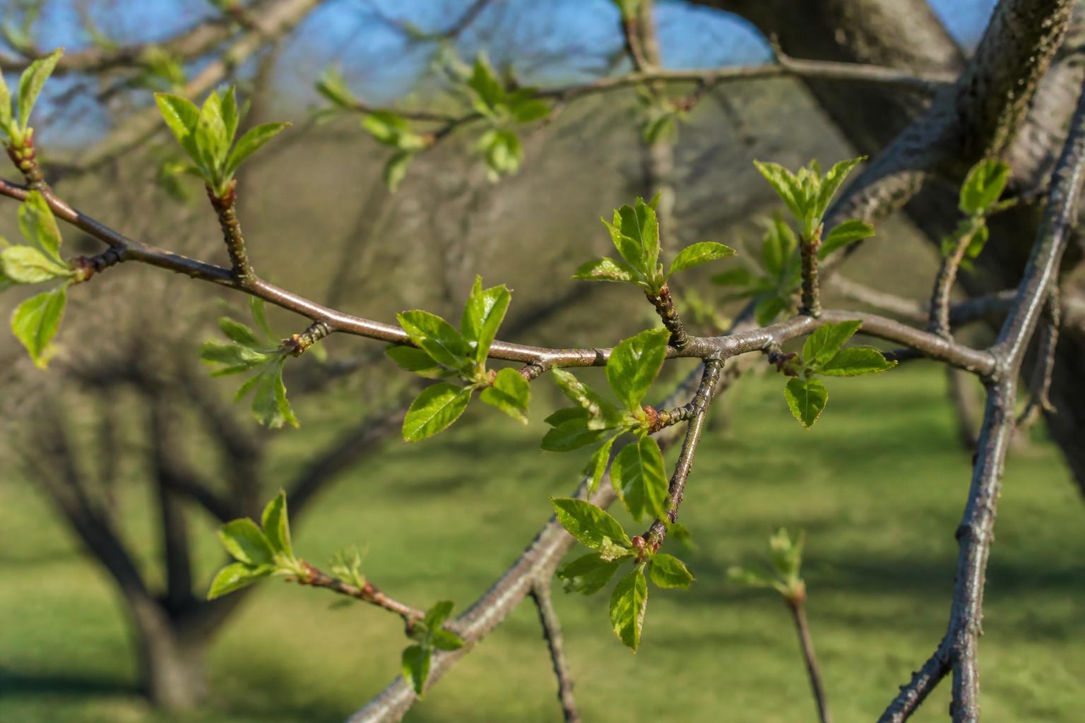 découvrez ce que signifie l'apparition des feuilles avant les fleurs sur l'abricotier et son impact sur la récolte à venir.