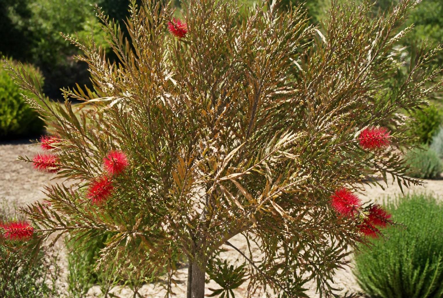 découvrez les causes des feuilles desséchées du callistemon et apprenez comment le sauver efficacement grâce à nos conseils pratiques et faciles à suivre.