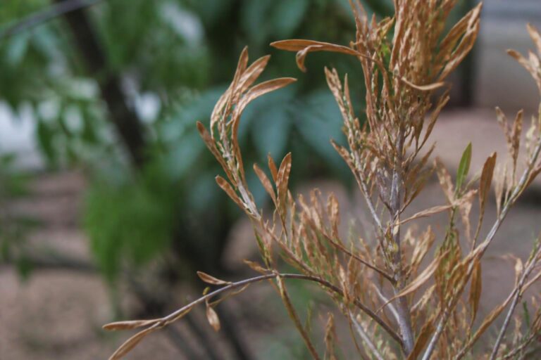 découvrez comment identifier les causes des feuilles desséchées du callistemon et les solutions efficaces pour sauver votre plante et préserver sa santé.