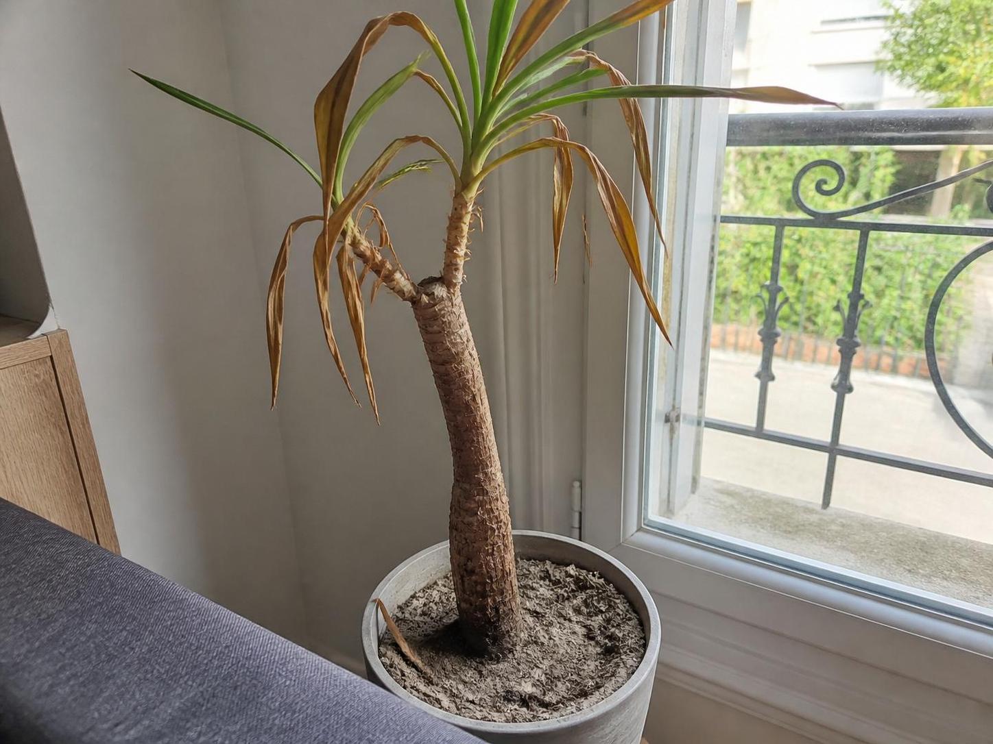 apprenez à redonner vie à votre yucca grâce à notre guide complet : conseils pour le sauver, le tailler correctement et le bouturer efficacement.