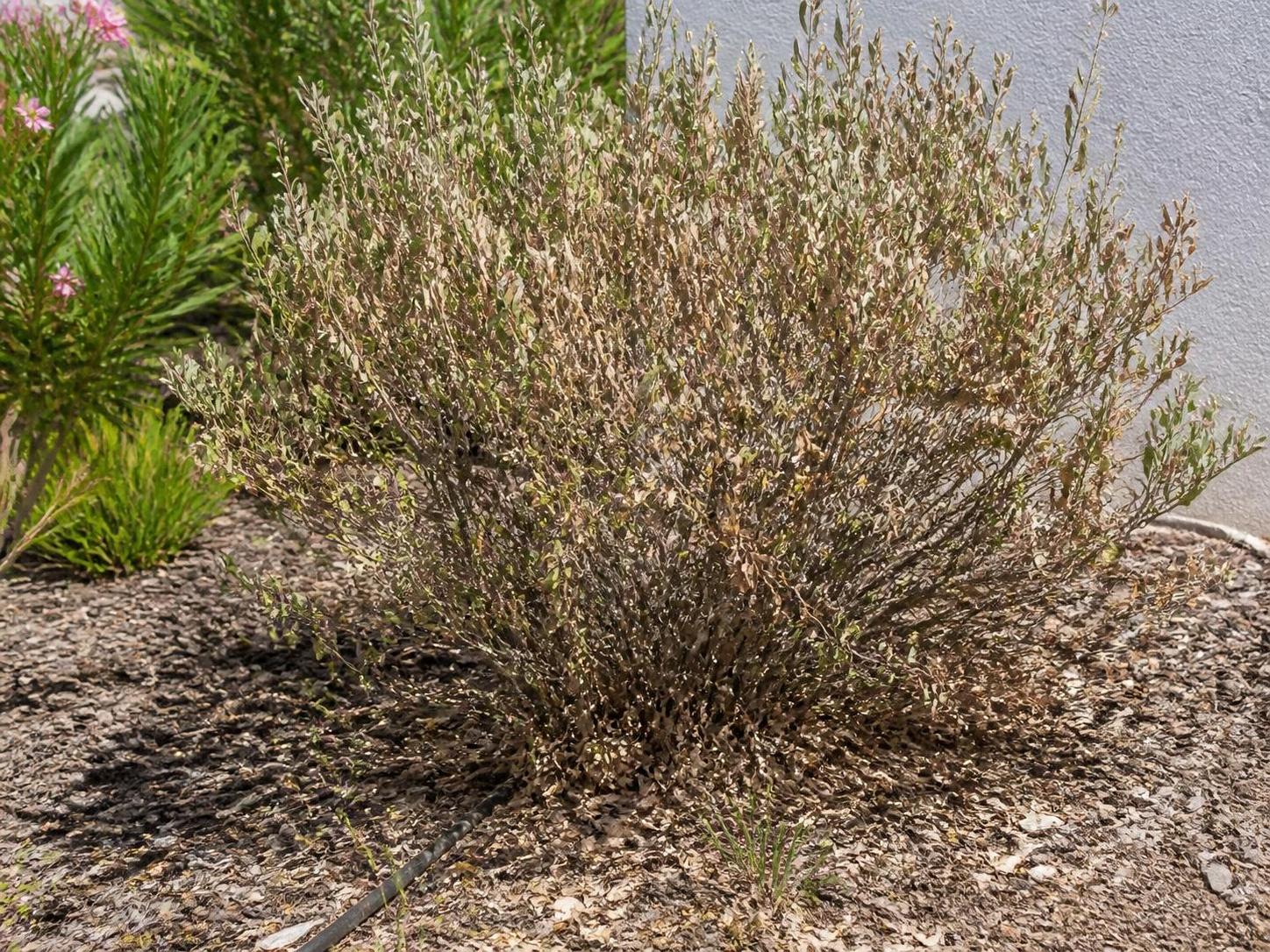 découvrez les principales causes du dessèchement des feuilles de votre elaeagnus et apprenez comment préserver la santé de votre arbuste pour un jardin florissant.