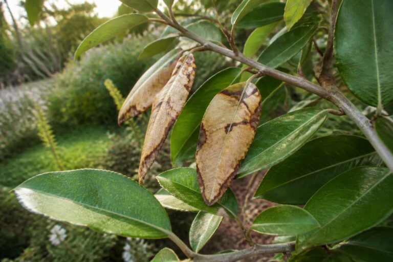 découvrez les principales causes du dessèchement des feuilles de votre elaeagnus et apprenez comment les identifier pour mieux protéger votre plante.
