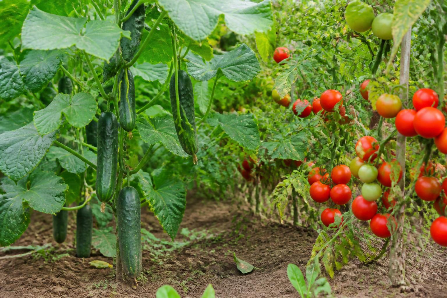 découvrez si le concombre et la tomate forment un duo gagnant ou un conflit au potager, et comment optimiser leur culture ensemble pour un jardin florissant.
