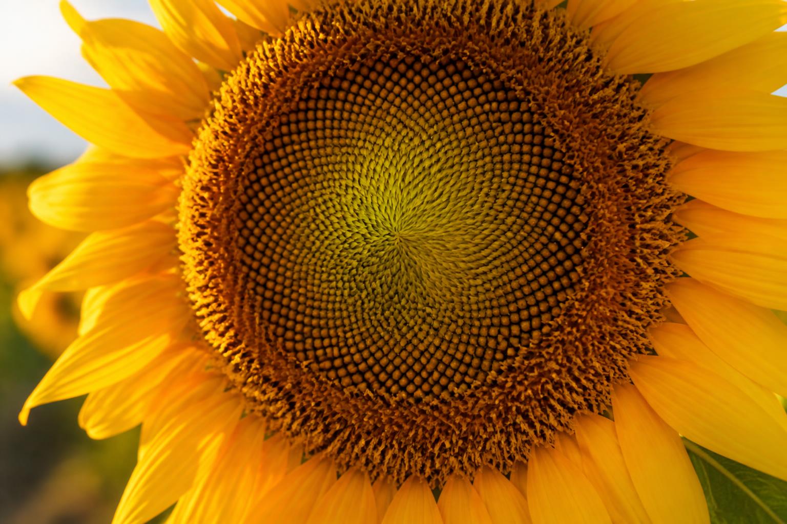 découvrez comment décompter les graines d'un tournesol et révélez le nombre surprenant qu'il peut renfermer dans son capitule.