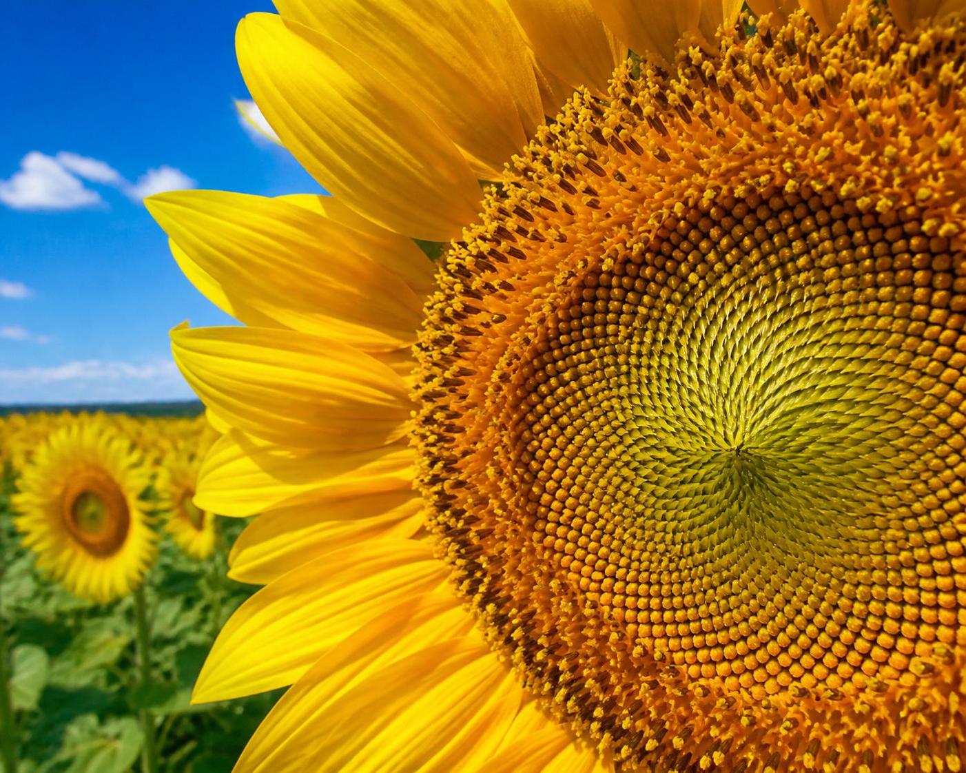 découvrez combien de graines contient réellement un tournesol et apprenez à les décompter avec précision grâce à nos conseils pratiques et fascinants.