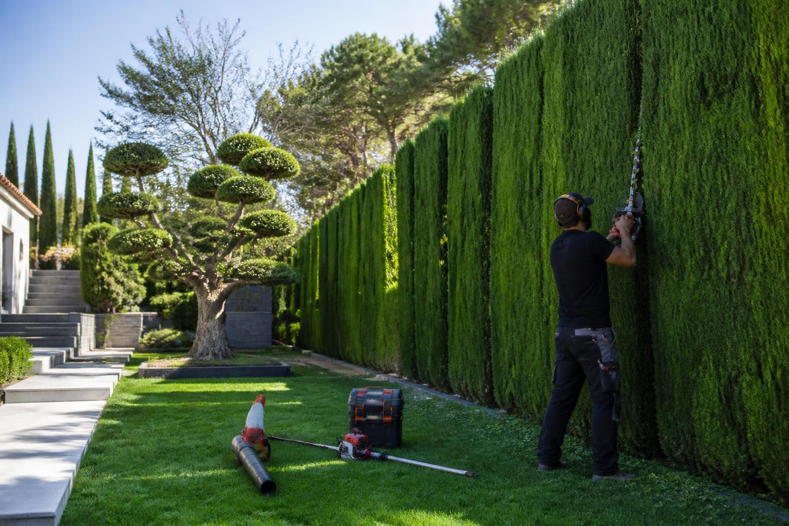 découvrez des stratégies efficaces pour entretenir vos jardins et maîtriser la croissance des grands cyprès, assurant un espace extérieur harmonieux et bien entretenu.