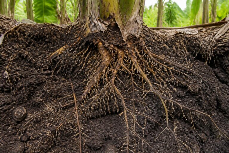 découvrez l'univers caché des racines de bananier, leur croissance fascinante et les secrets essentiels de leur développement pour une meilleure compréhension de cette plante unique.