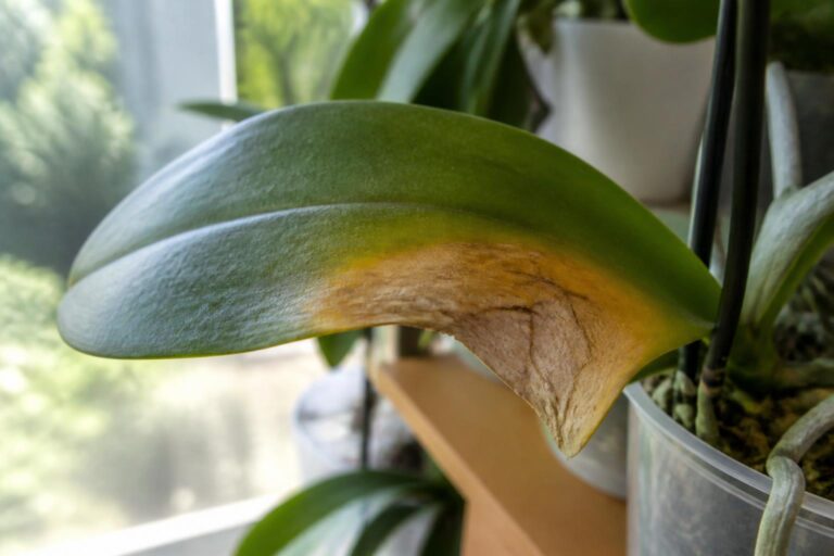 découvrez comment sauver une feuille d’orchidée brûlée par le soleil et prévenir les dégâts grâce à nos conseils pratiques et astuces faciles à appliquer.