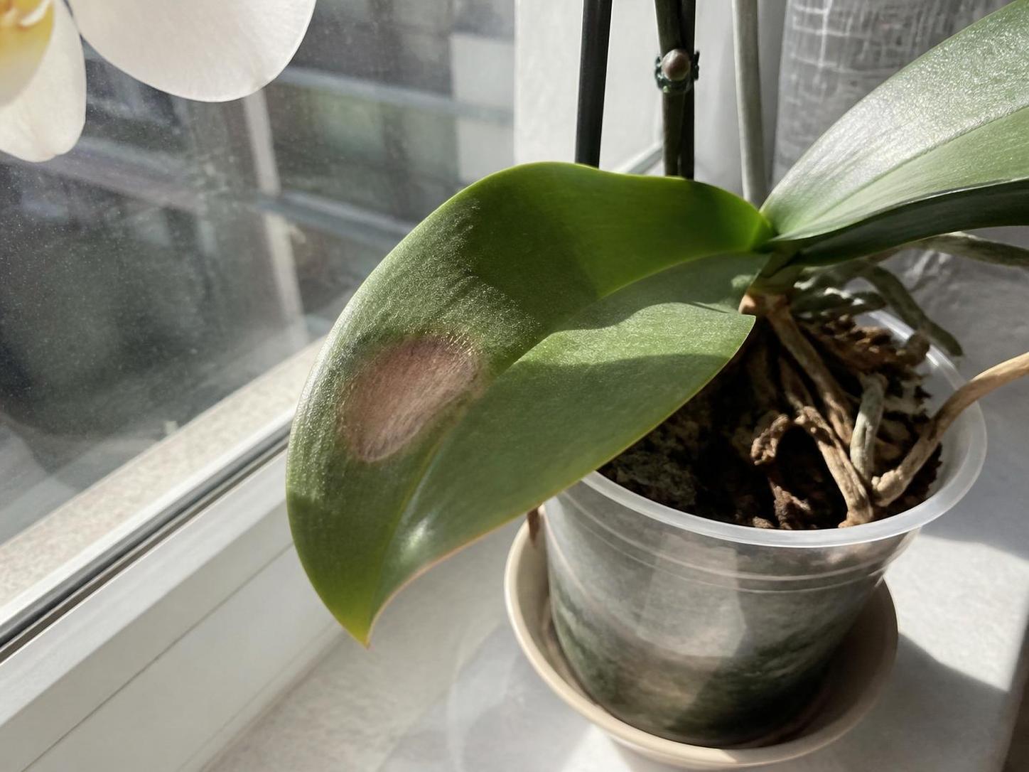 découvrez comment sauver une feuille d’orchidée brûlée par le soleil et éviter les dégâts grâce à nos conseils pratiques pour protéger et soigner votre plante avec efficacité.