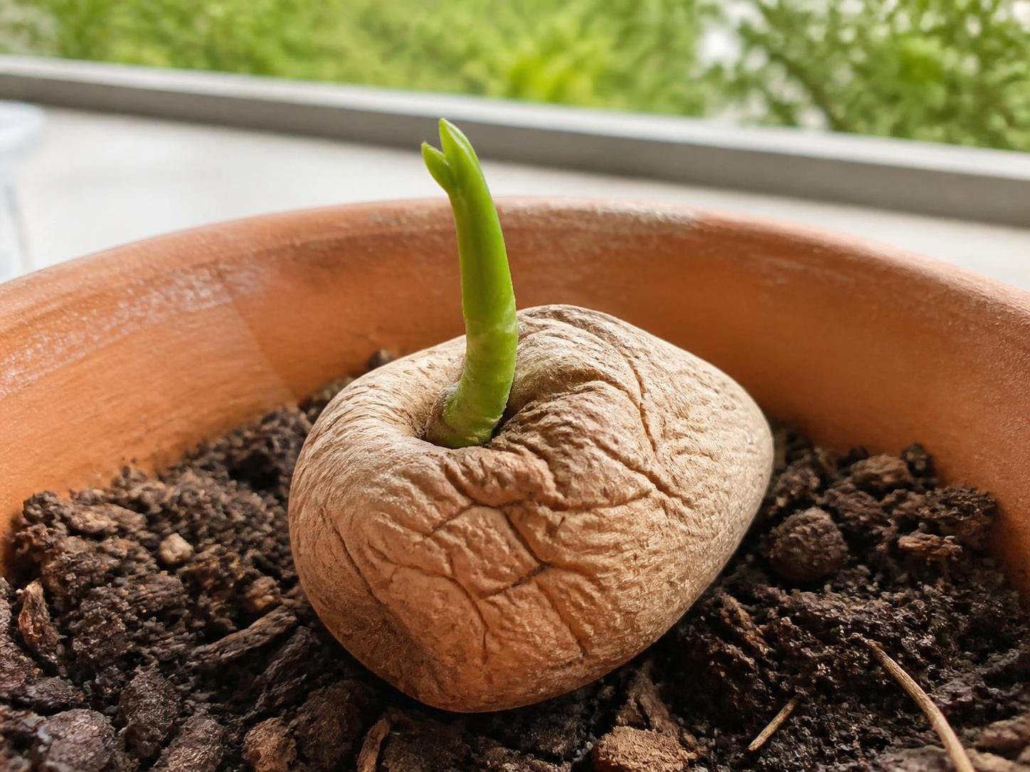 découvrez notre guide pratique pour planter une christophine germée étape par étape, avec des conseils simples pour réussir la culture de ce légume exotique dans votre jardin.