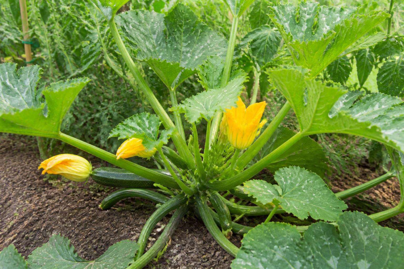 découvrez le cycle de vie rapide et vibrant d’un plant de courgette, de la germination à la récolte, et apprenez à optimiser sa croissance pour une meilleure production.