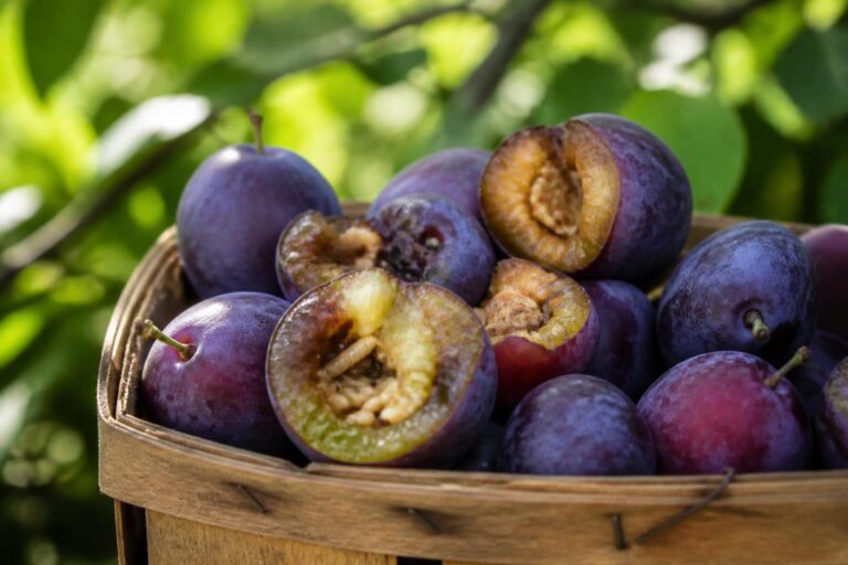 découvrez les risques pour la santé liés aux prunes infestées de vers, comment les identifier et les précautions à prendre pour consommer des fruits sûrs.