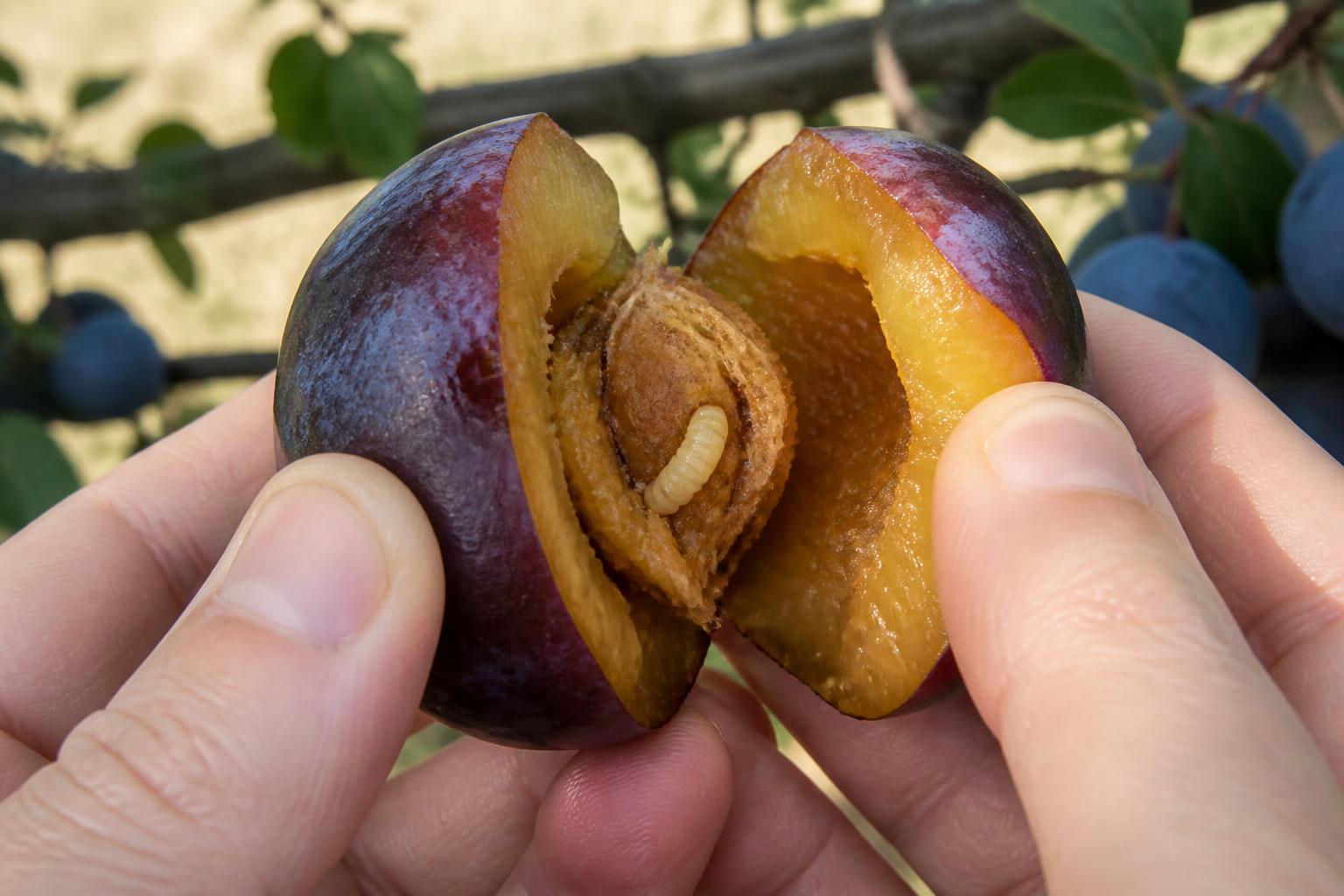 découvrez pourquoi les prunes infestées de vers peuvent représenter un risque pour la santé et comment les identifier et les éviter pour consommer des fruits sûrs.
