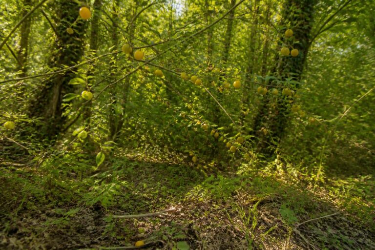découvrez si les mirabelles sauvages sont sûres à consommer, leurs caractéristiques, risques potentiels et conseils pour les apprécier en toute sécurité.