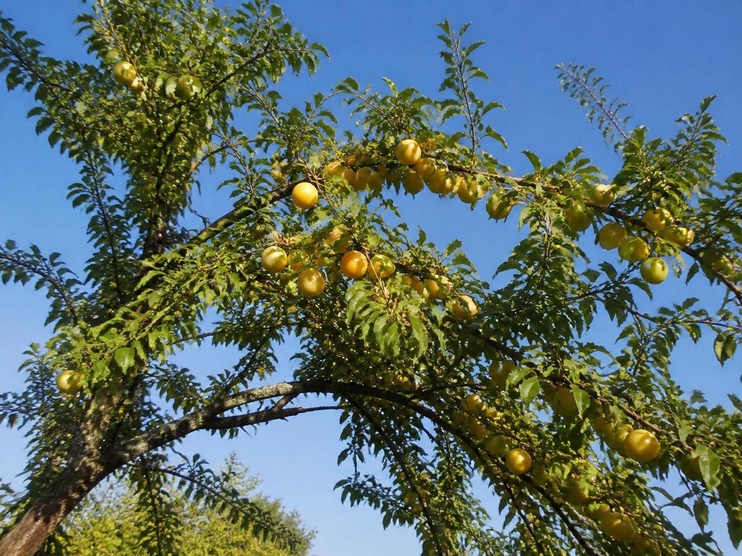 découvrez si les mirabelles sauvages sont sûres à consommer, leurs bienfaits, risques potentiels et conseils pour une cueillette responsable.