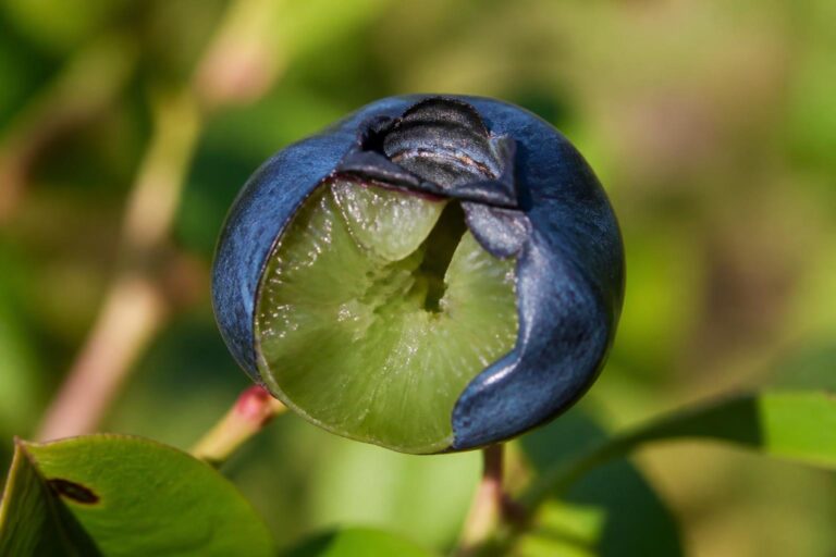 découvrez la myrtille aux couleurs surprenantes : bleu profond à l'extérieur et vert éclatant à l'intérieur. apprenez tout sur cette variété unique et ses caractéristiques exceptionnelles.