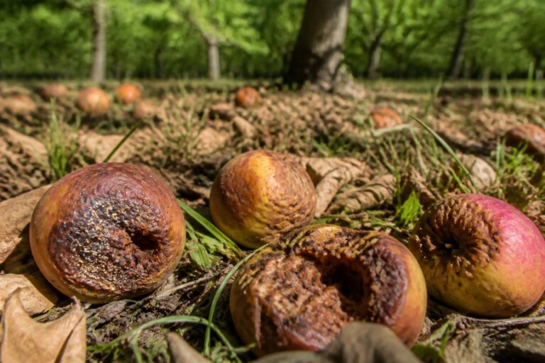 découvrez si les pommes pourries tombées sous les pommiers sont de simples déchets naturels ou si elles présentent des risques pour votre santé et celle de votre environnement.