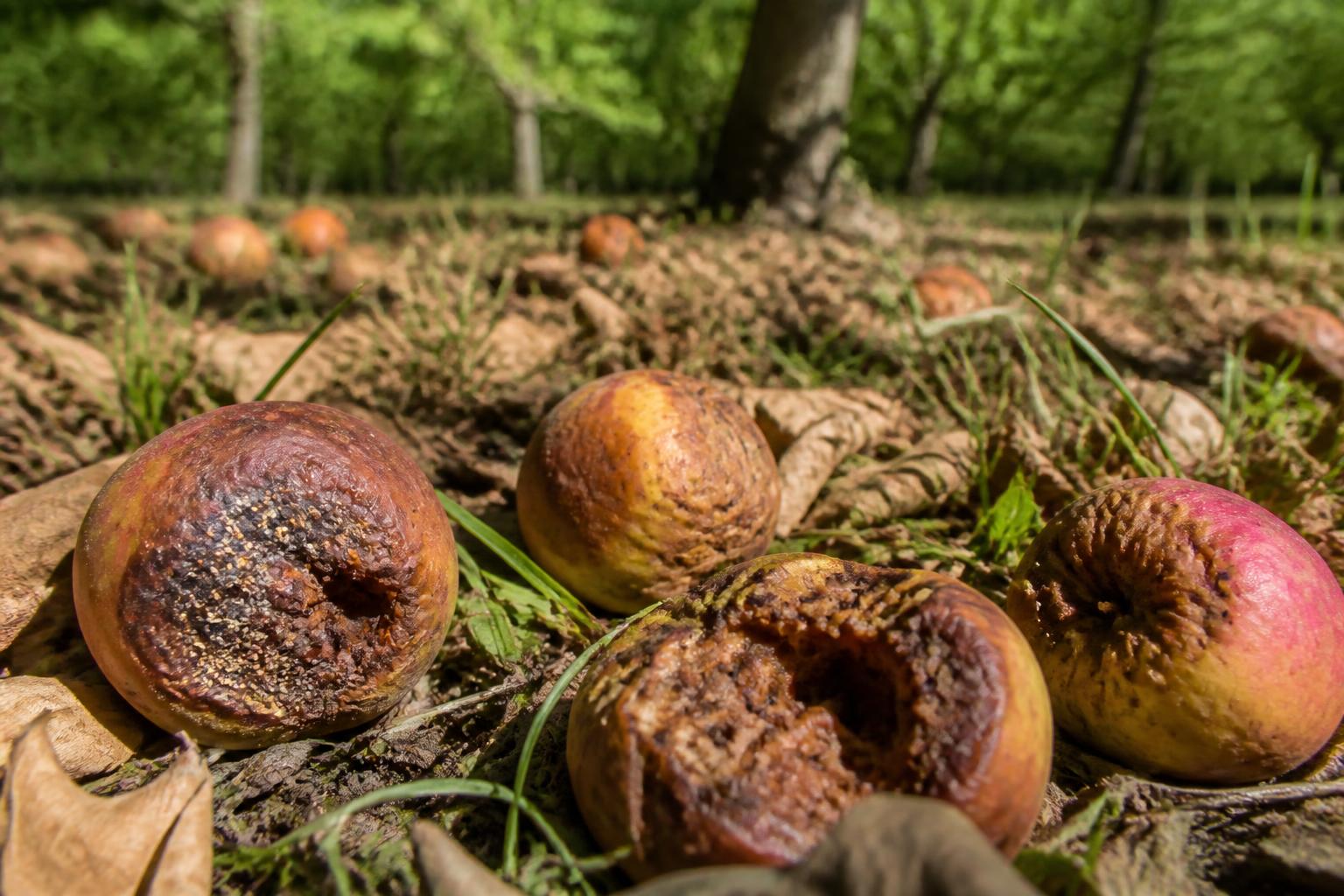 découvrez si les pommes pourries tombées sous les pommiers sont de simples déchets naturels ou si elles présentent des risques pour votre santé et celle de votre environnement.