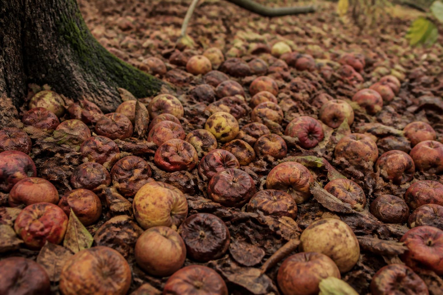 découvrez les dangers potentiels des pommes pourries tombées sous les pommiers et apprenez comment les gérer pour protéger votre santé et votre environnement.