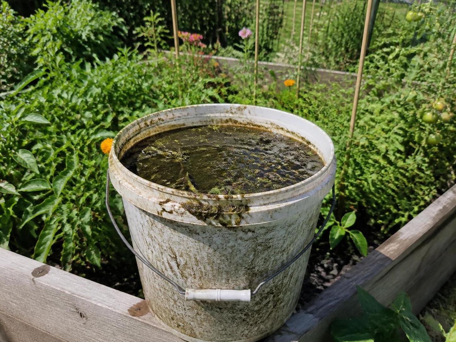 découvrez les risques et l'inefficacité possibles du purin d’ortie lorsqu'il est trop macéré, et apprenez comment l'utiliser correctement pour un jardin sain et naturel.