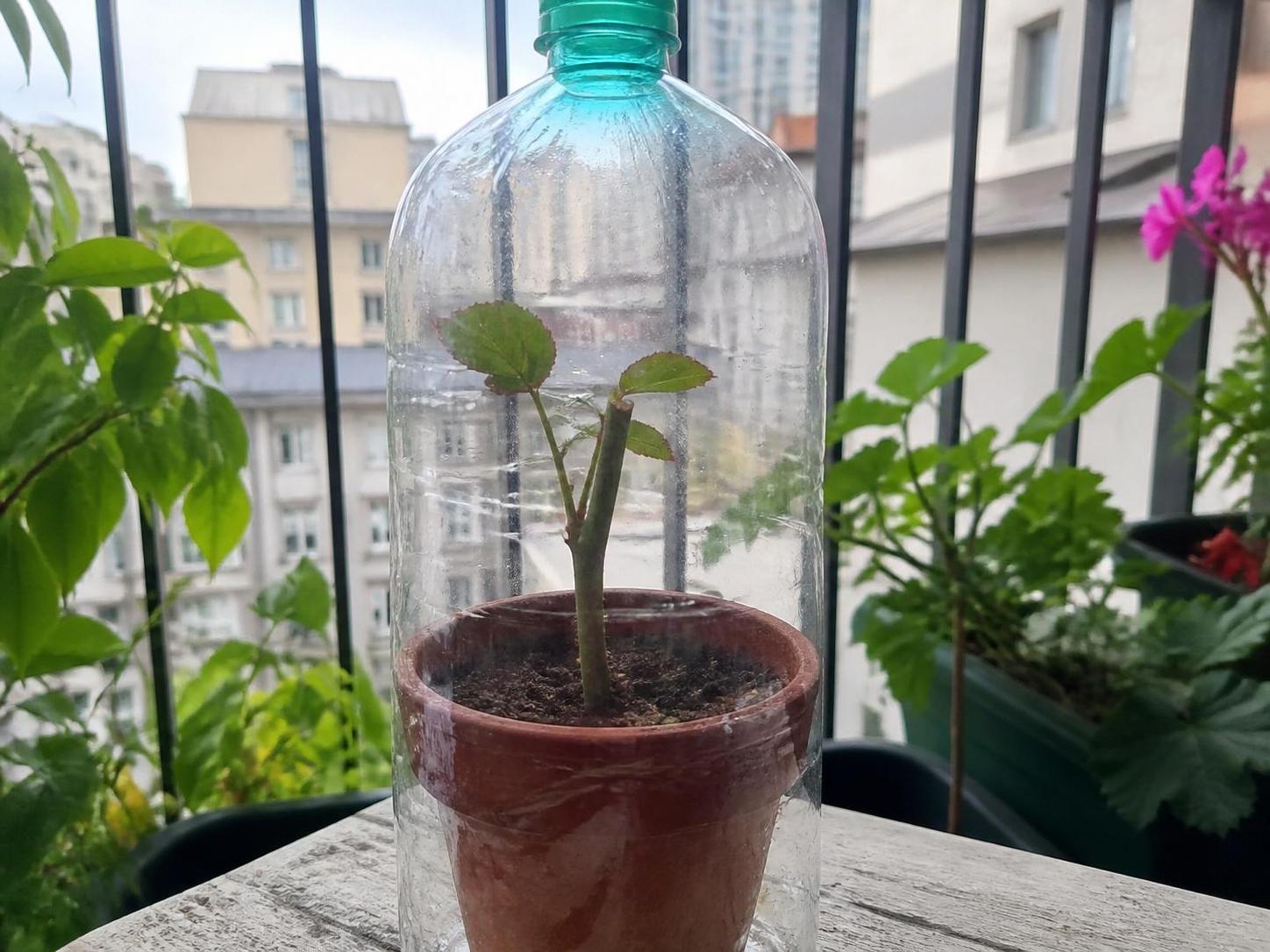découvrez comment replanter une rose coupée et lui redonner vie en favorisant la croissance de ses nouvelles pousses grâce à nos conseils pratiques et faciles à suivre.