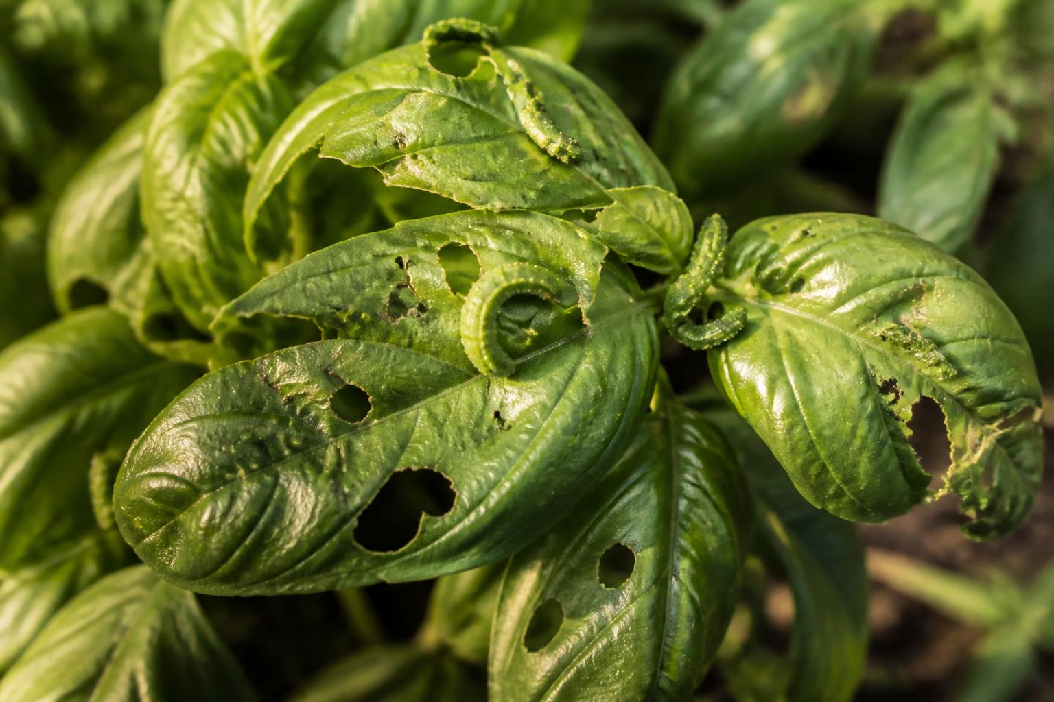 découvrez comment identifier les chenilles responsables des trous dans les feuilles de basilic et apprenez des méthodes efficaces pour les éliminer afin de protéger votre plante.