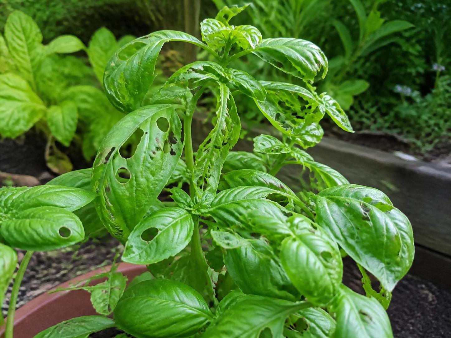 découvrez comment identifier les chenilles responsables des trous dans les feuilles de basilic et apprenez les méthodes efficaces pour les éliminer et protéger vos plantes.