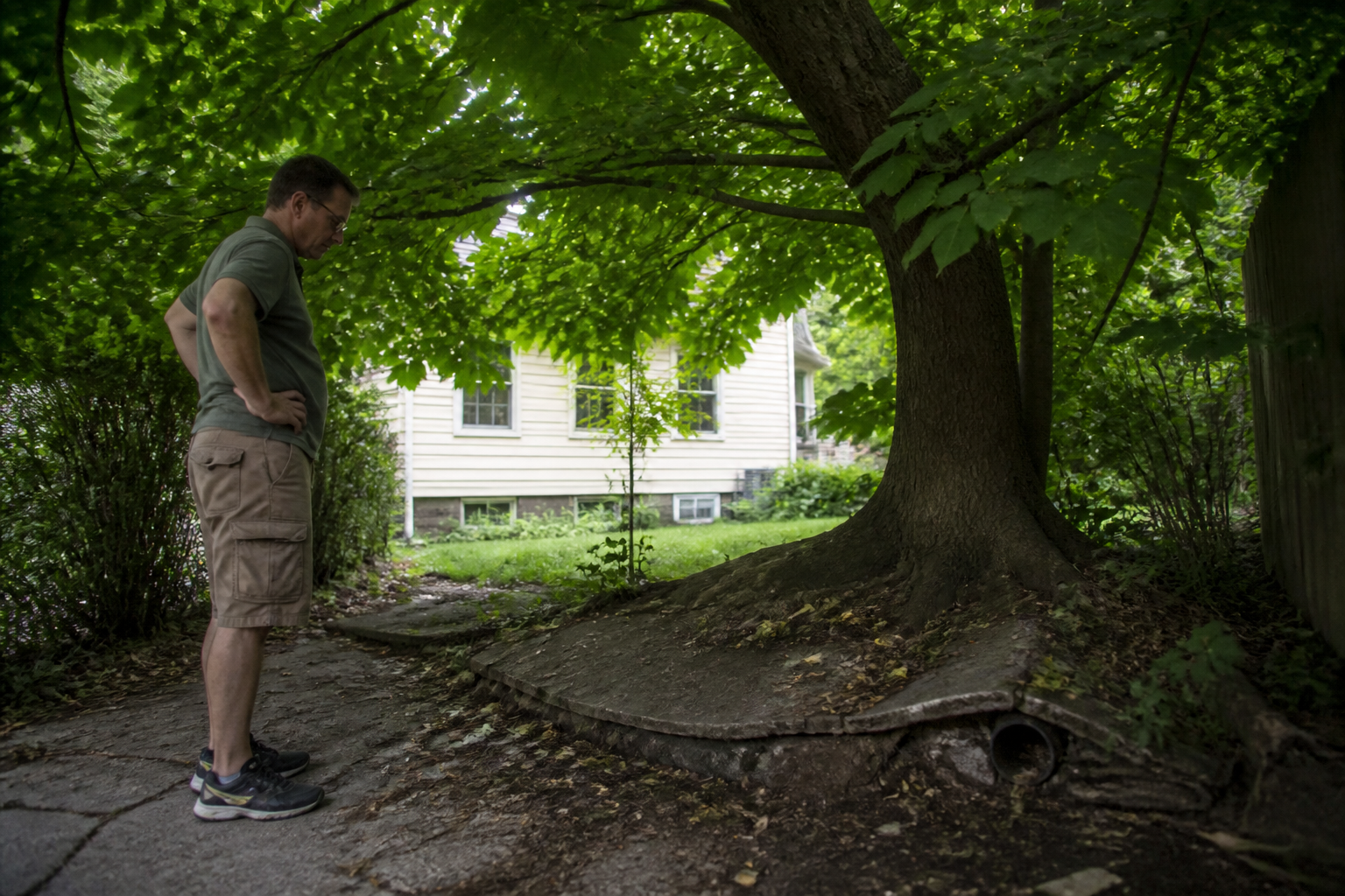 Catalpa au jardin : 5 inconvénients à connaître avant de planter