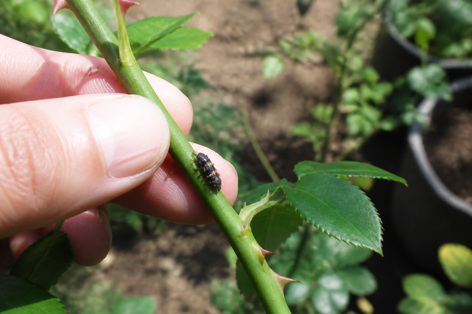 Comment reconnaître une larve de coccinelle ? Signes et astuces