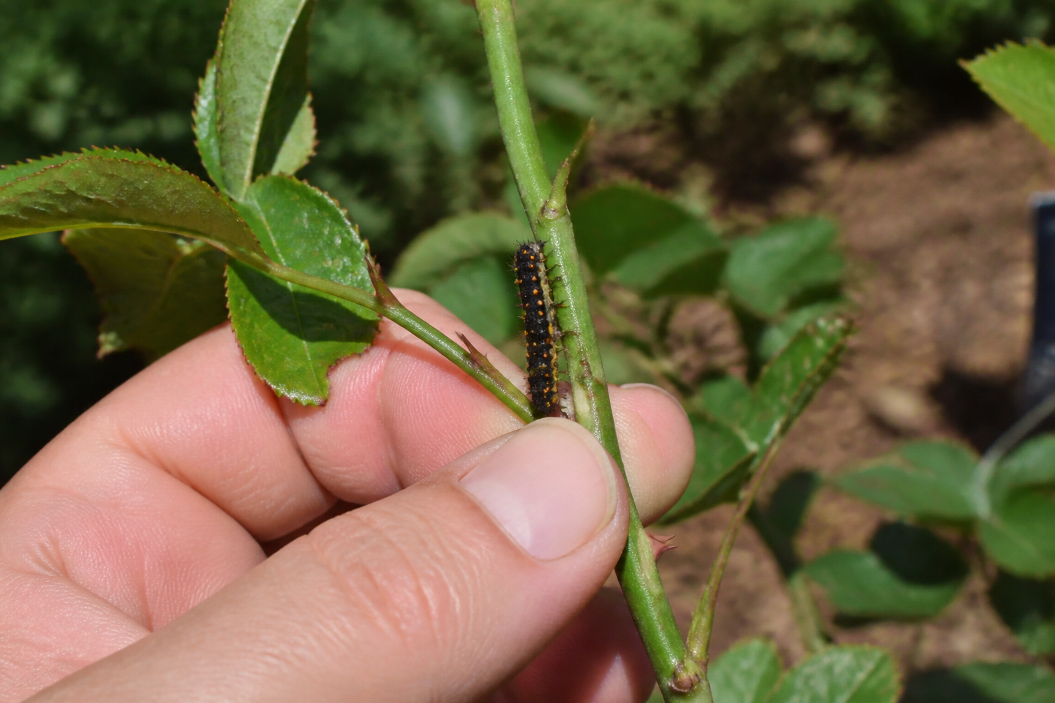 Comment reconnaître une larve de coccinelle ? Signes et astuces