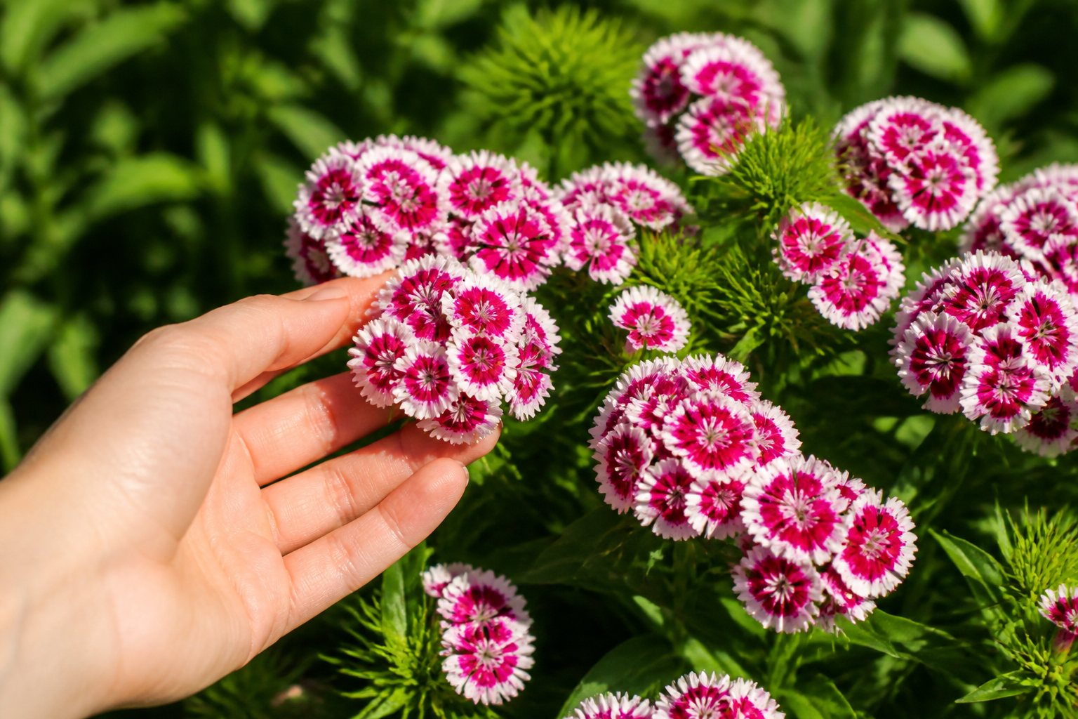 Œillet de poète : plantation, entretien et floraison généreuse