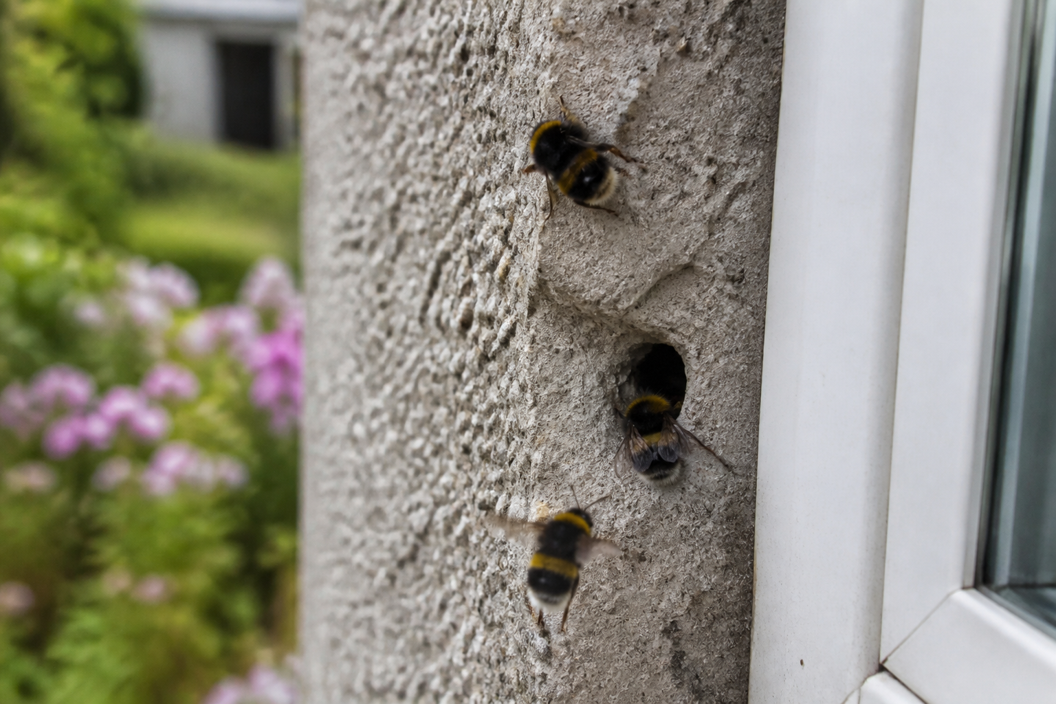Nid de bourdon dans le mur : que faire ?