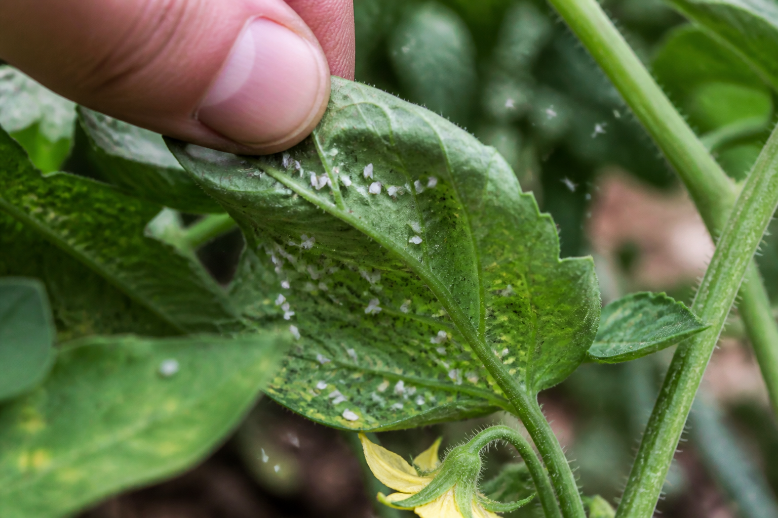 Aleurodes sur tomates : les reconnaître et les éliminer sans insecticide