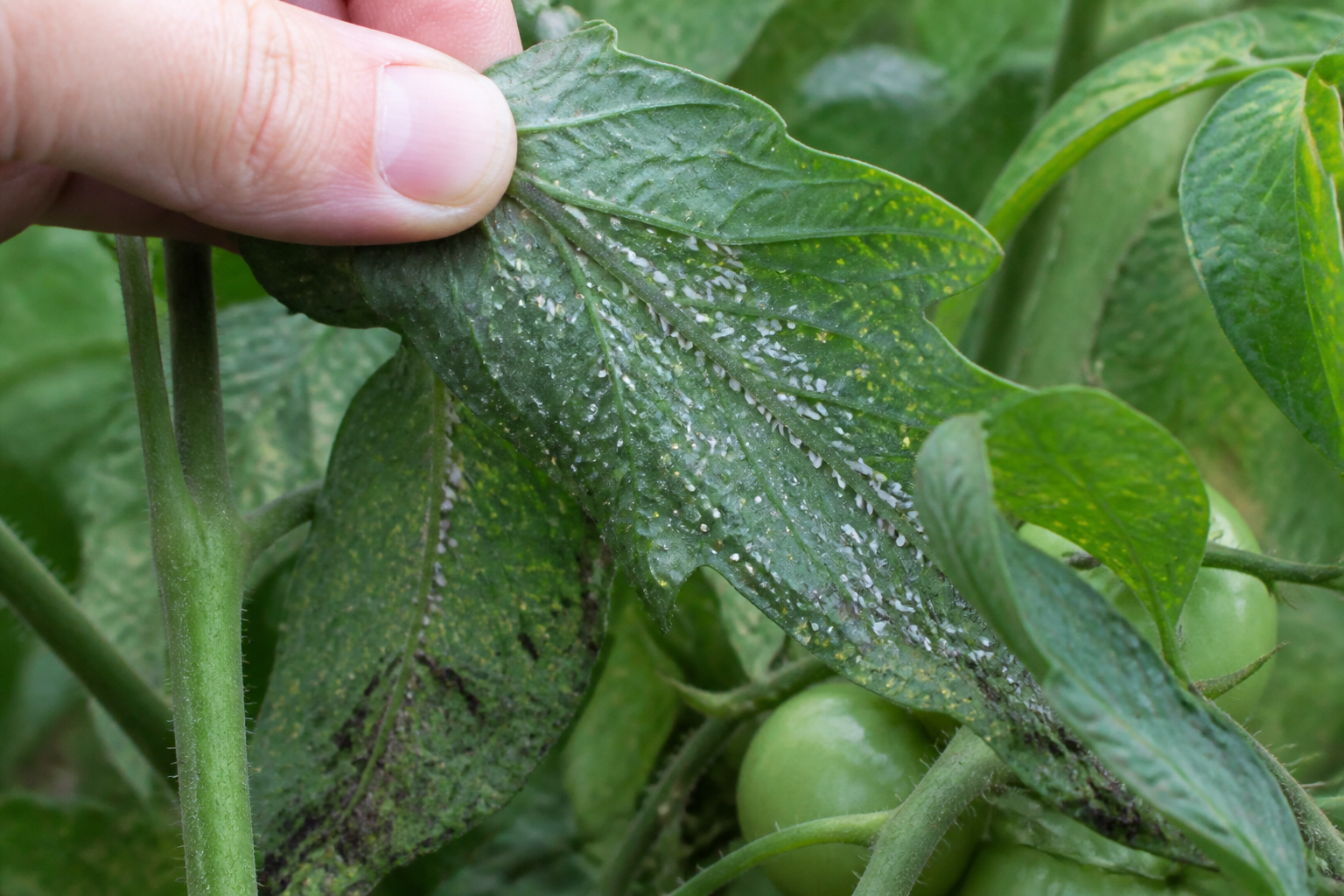 Aleurodes sur tomates : les reconnaître et les éliminer sans insecticide