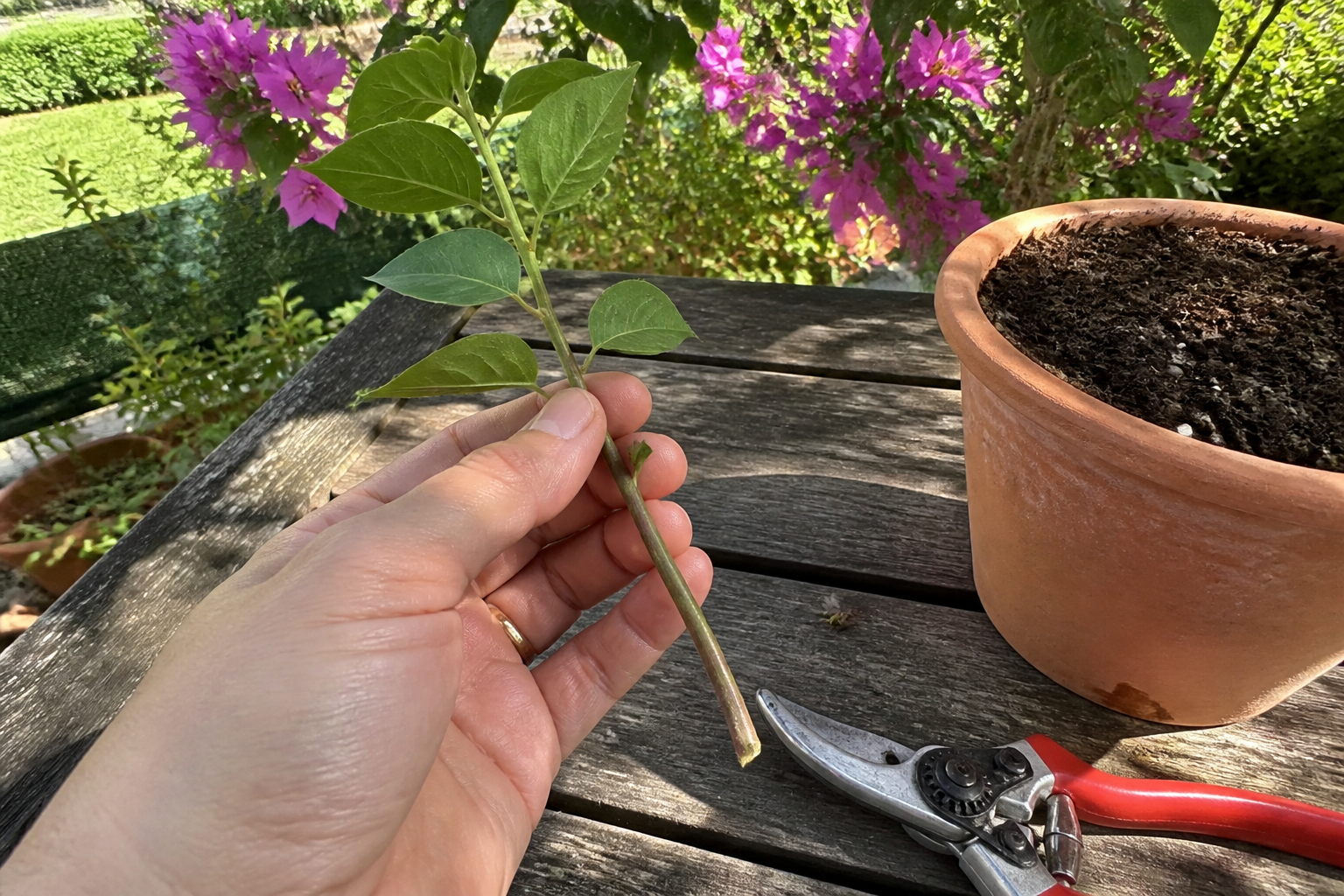 Quand prélever une bouture de bougainvillier : le geste qui change tout